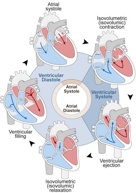 Cardiac Cycle