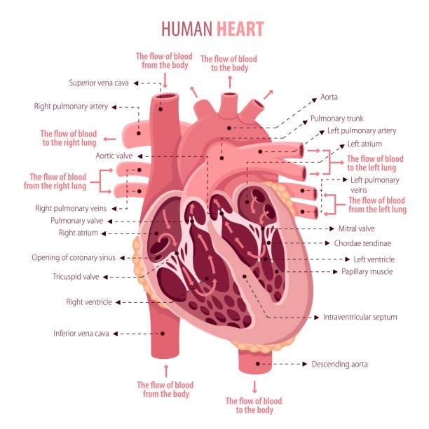 human heart