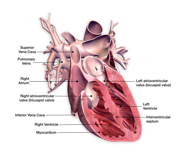 chambers of human heart