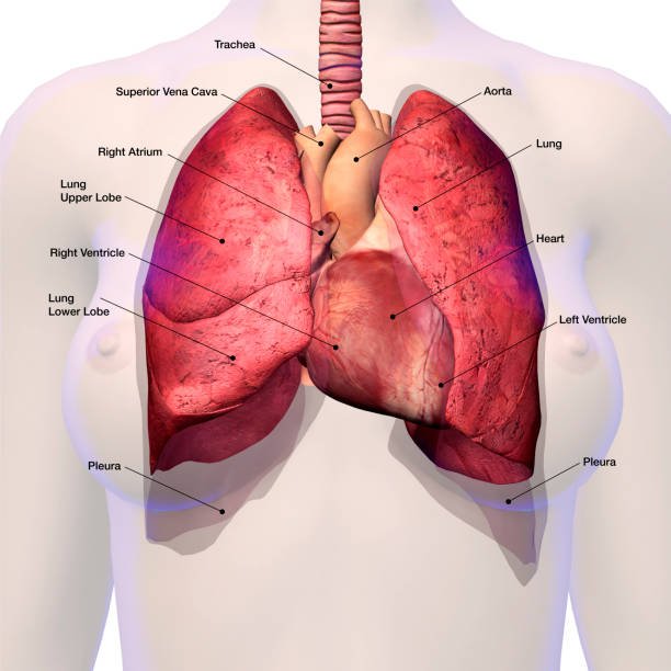 lungs
