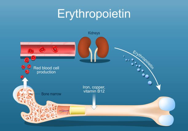 Calcium Metabolism