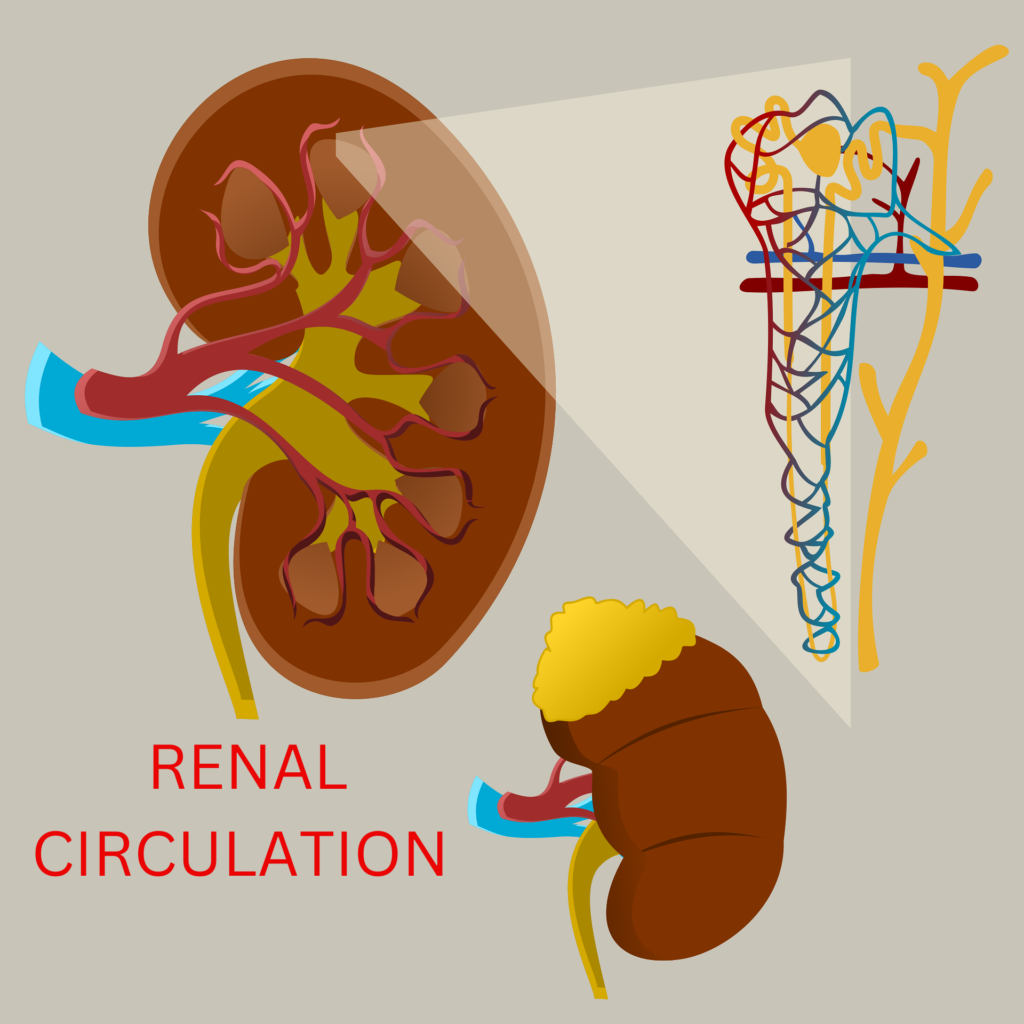 Renal Circulation