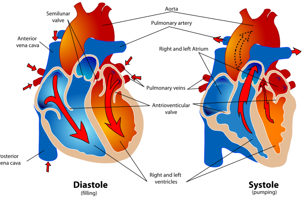 Pulmonary Circulation