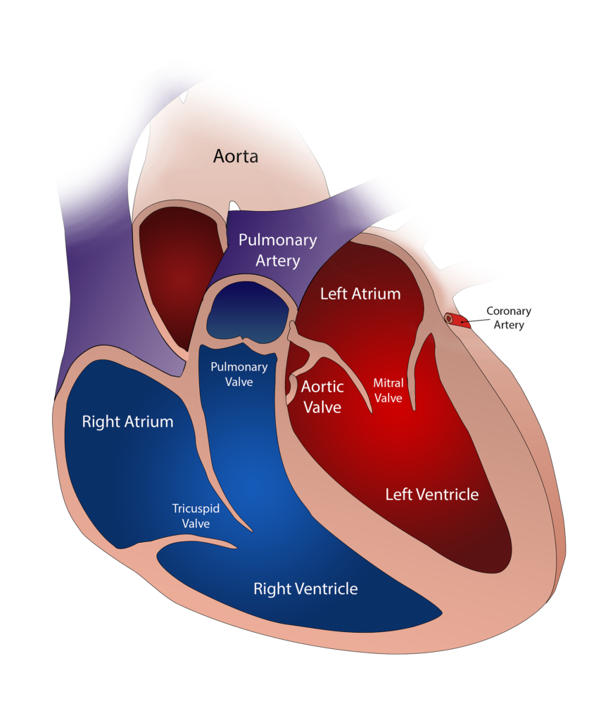 Pulmonary Circulation
