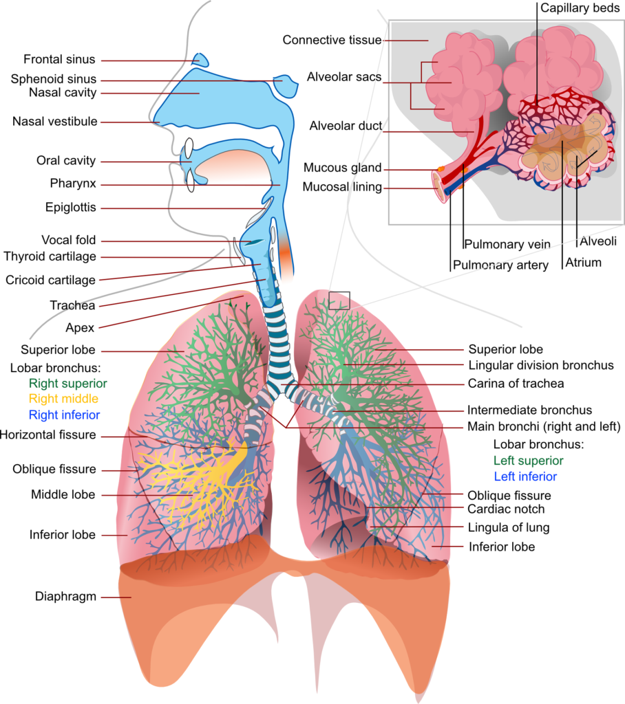 Regulation of Respiration