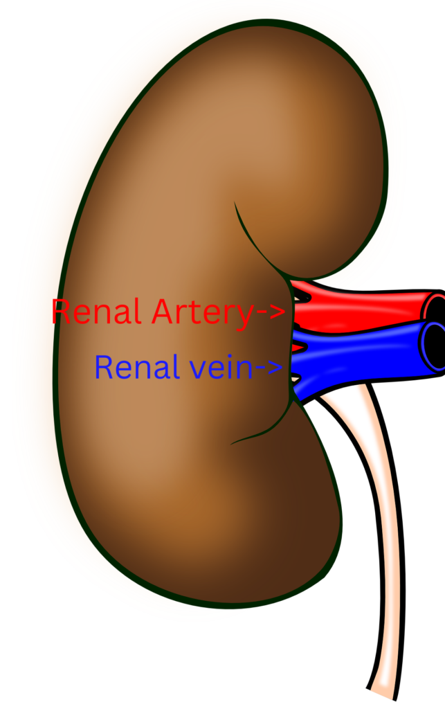 Renal Circulation