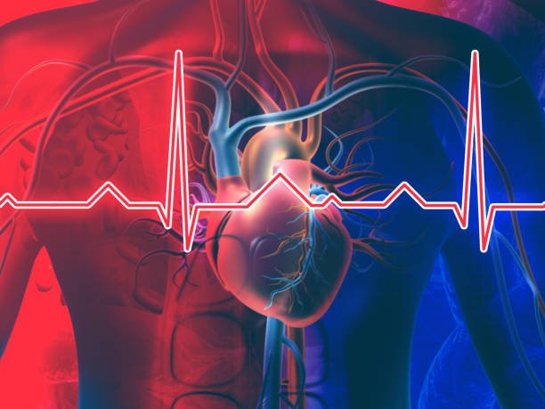 Properties of cardiac muscle- rhythm