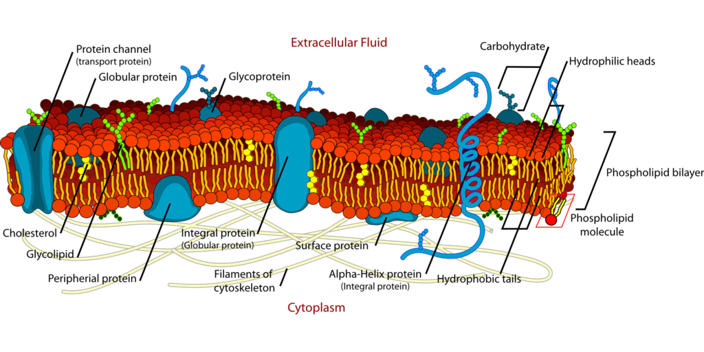 cell Junction