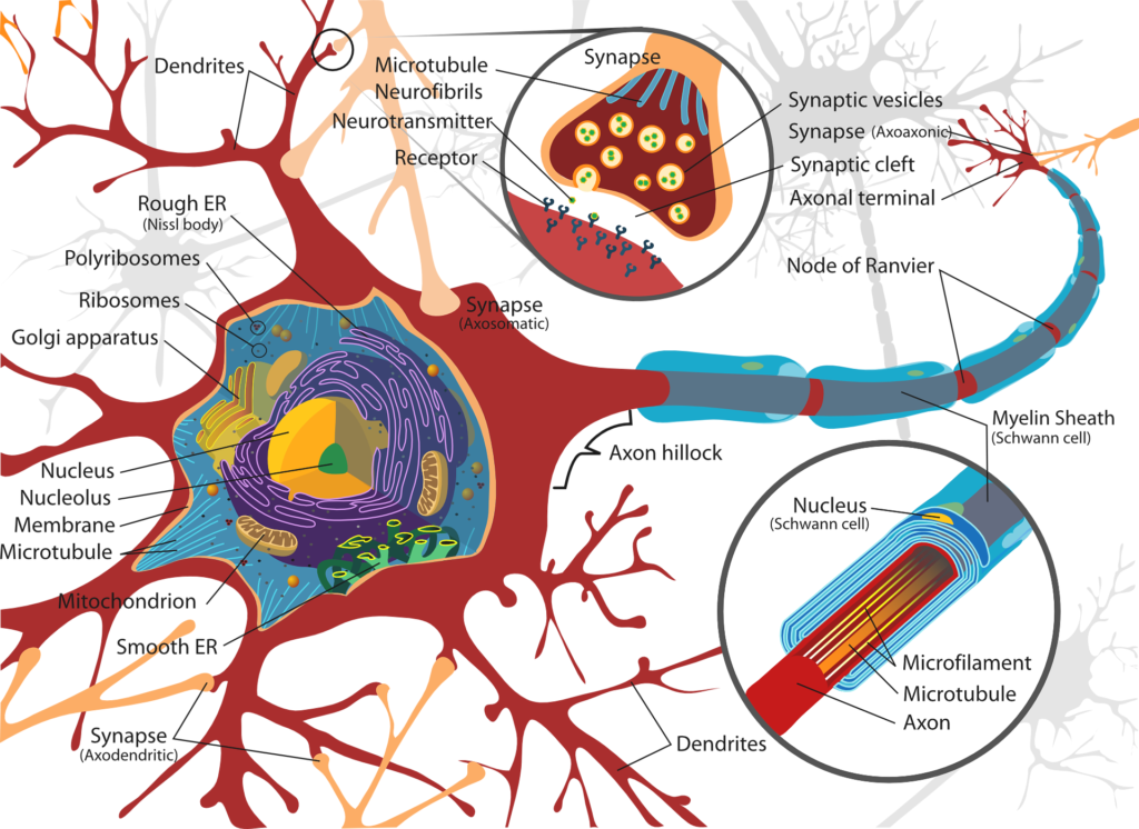 cell Junction