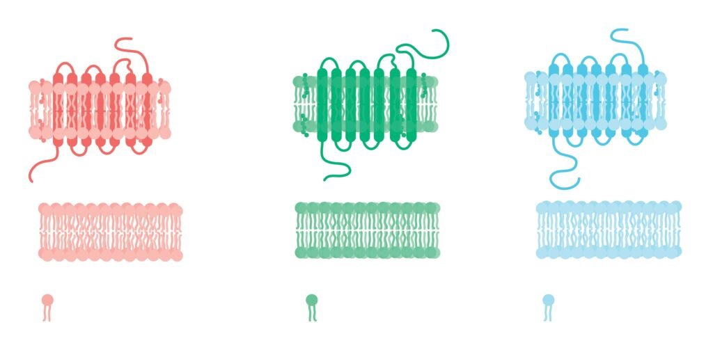 cell Junctions