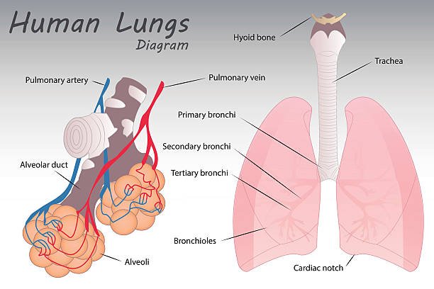 Transport of Respiratory Gases